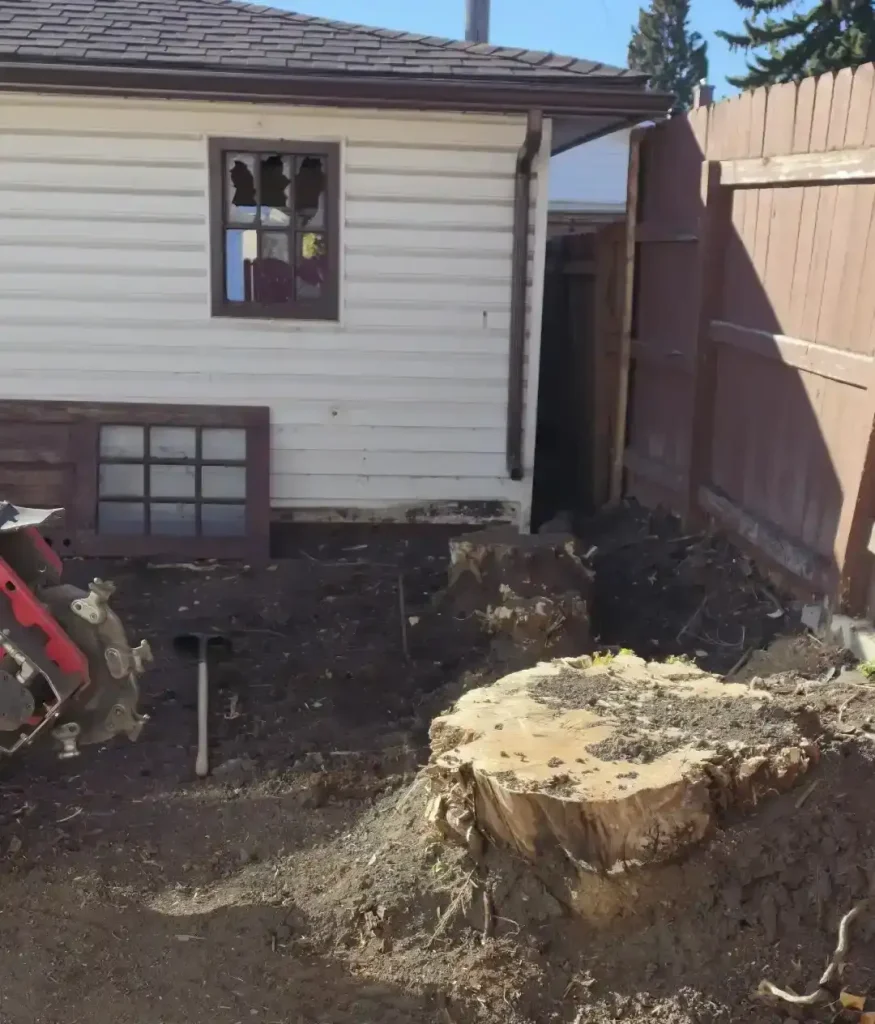 Backyard tree stumps ready for grinding in Calgary