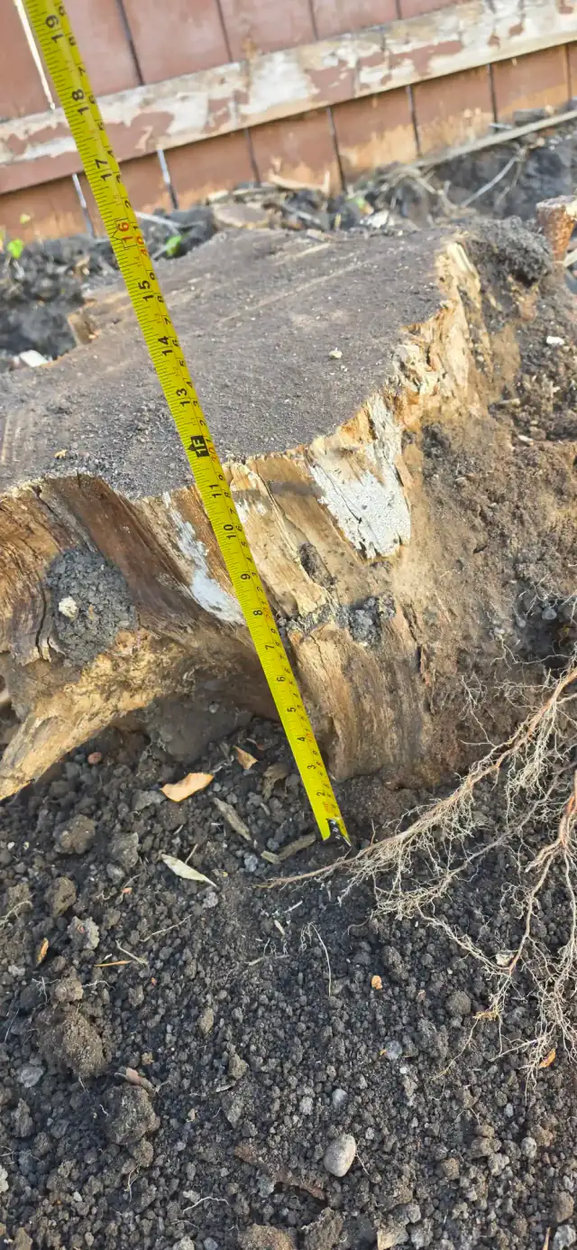 Stump root flare measured with a tape