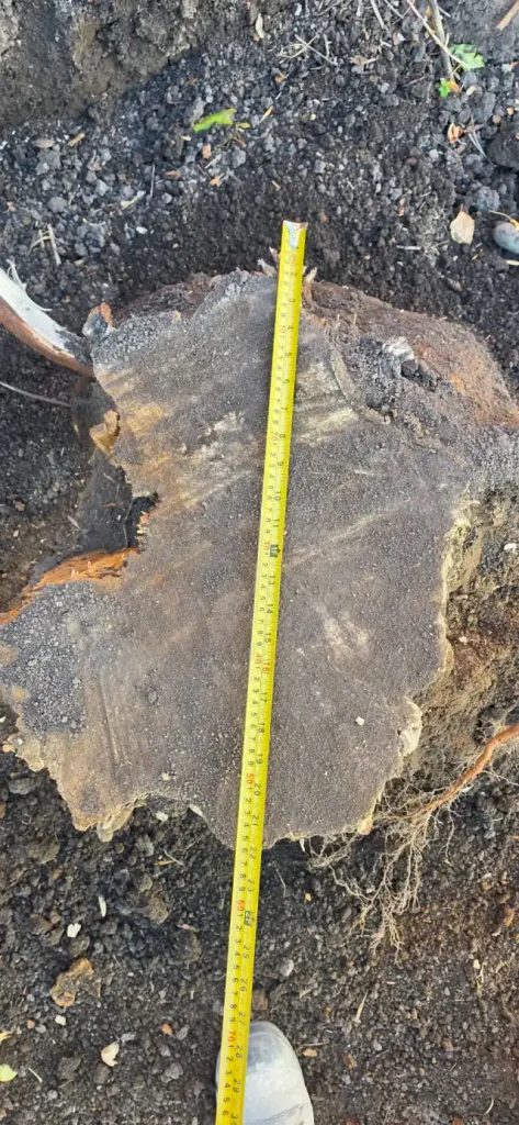 Tree stump measured across its widest point at ground level